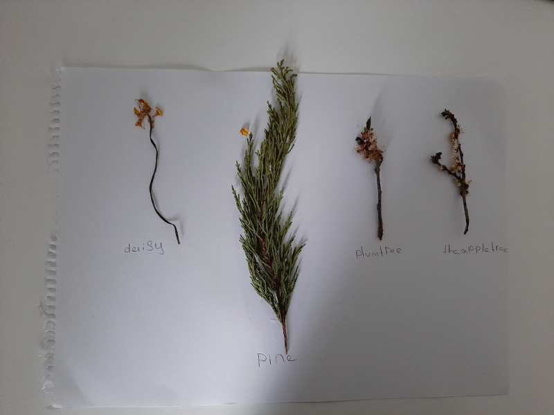 Dried plants collections they find with their names