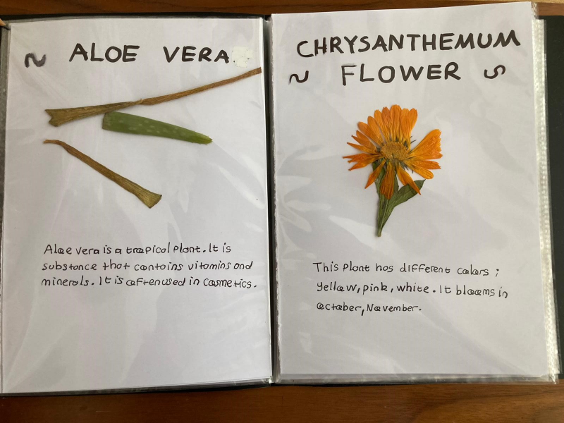 Dried plants collections they find with their names